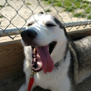 Team Page: Tyche and Friends